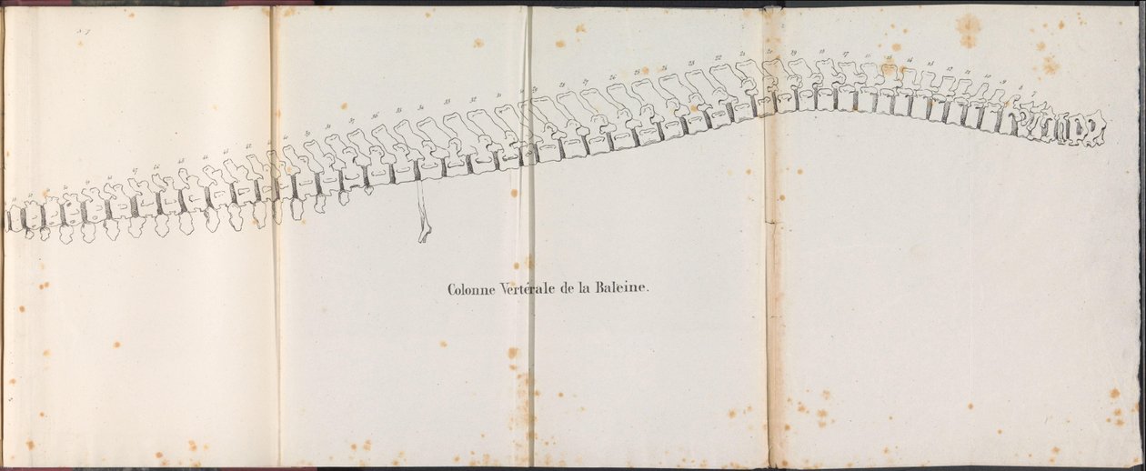 クジラの背骨、1827年 Colonne Vertébrale de la Baleine (オブジェクトのタイトル) 作： ボシュエ