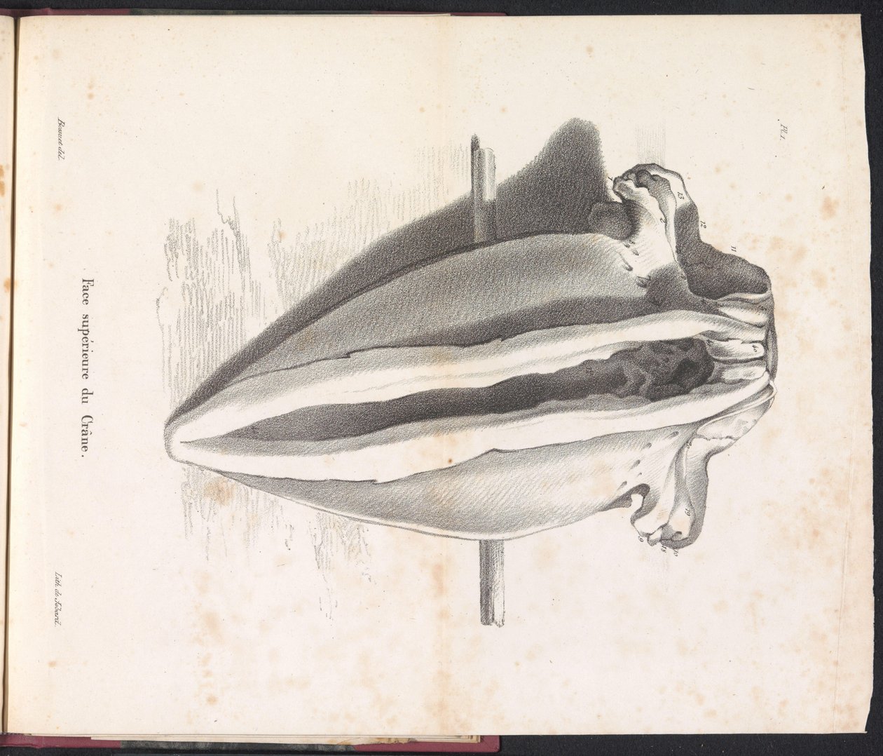 クジラの頭骨、1827年 Face supérieure du Crane (オブジェクトのタイトル) 作： ボシュエ