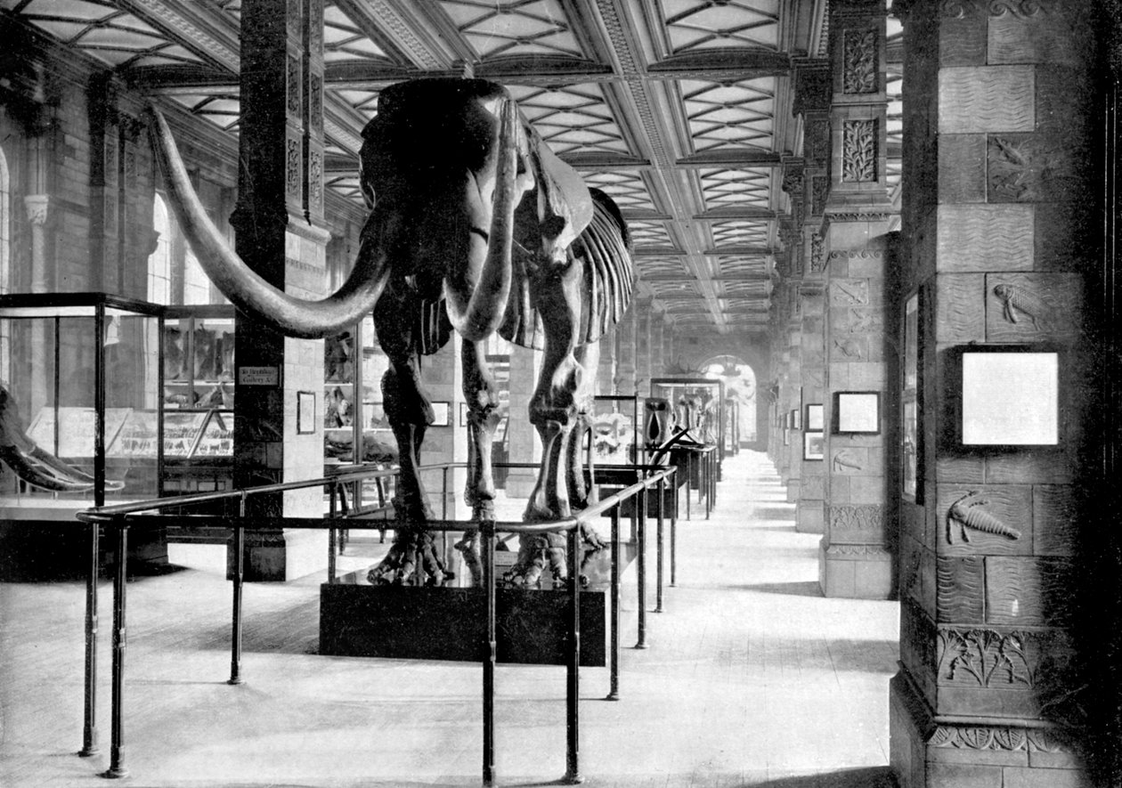 1890年、ロンドンのサウスケンジントン自然史博物館のサウスイーストギャラリーにあるグレートマストドン 作： イギリスの写真家