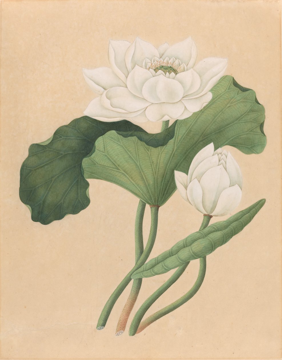 東インド ロータス (Nelumbo nucifera) 作： イギリスの19世紀