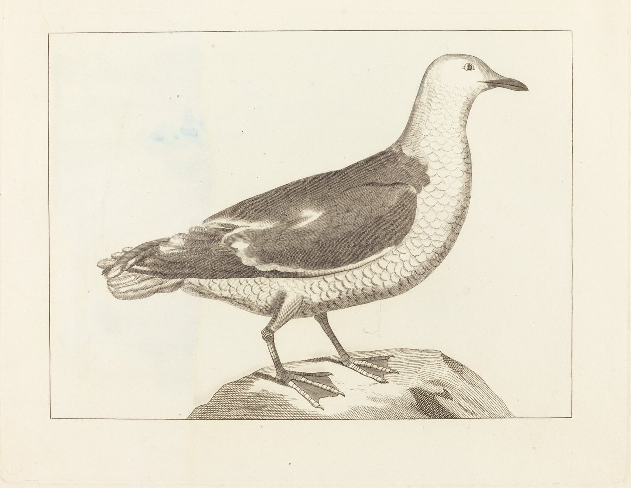 水鳥 作： イギリスの19世紀