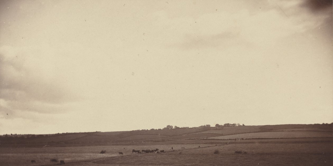 牛のいる田園風景、1850年代～1860年代（写真） 作： イギリスの写真家