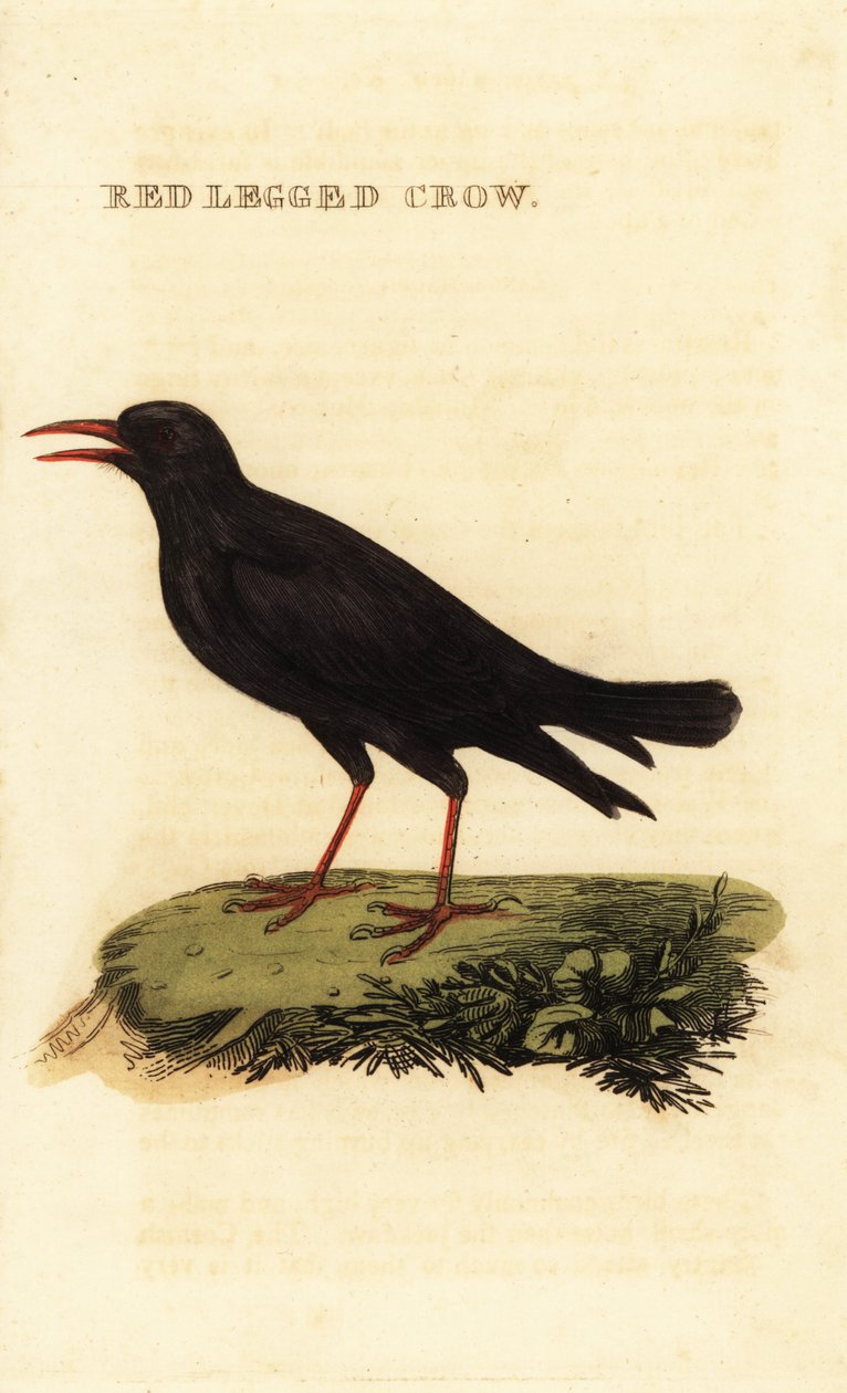 赤くちばしのニワトリ、Pyrrhocorax pyrrhocorax 作： ブリティッシュスクール