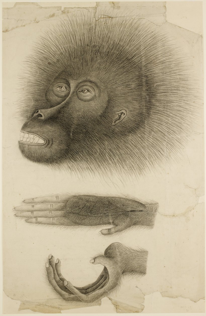 オランウータンの頭と手、1818～30年頃（紙に鉛筆と水彩） 作： ブリティッシュスクール