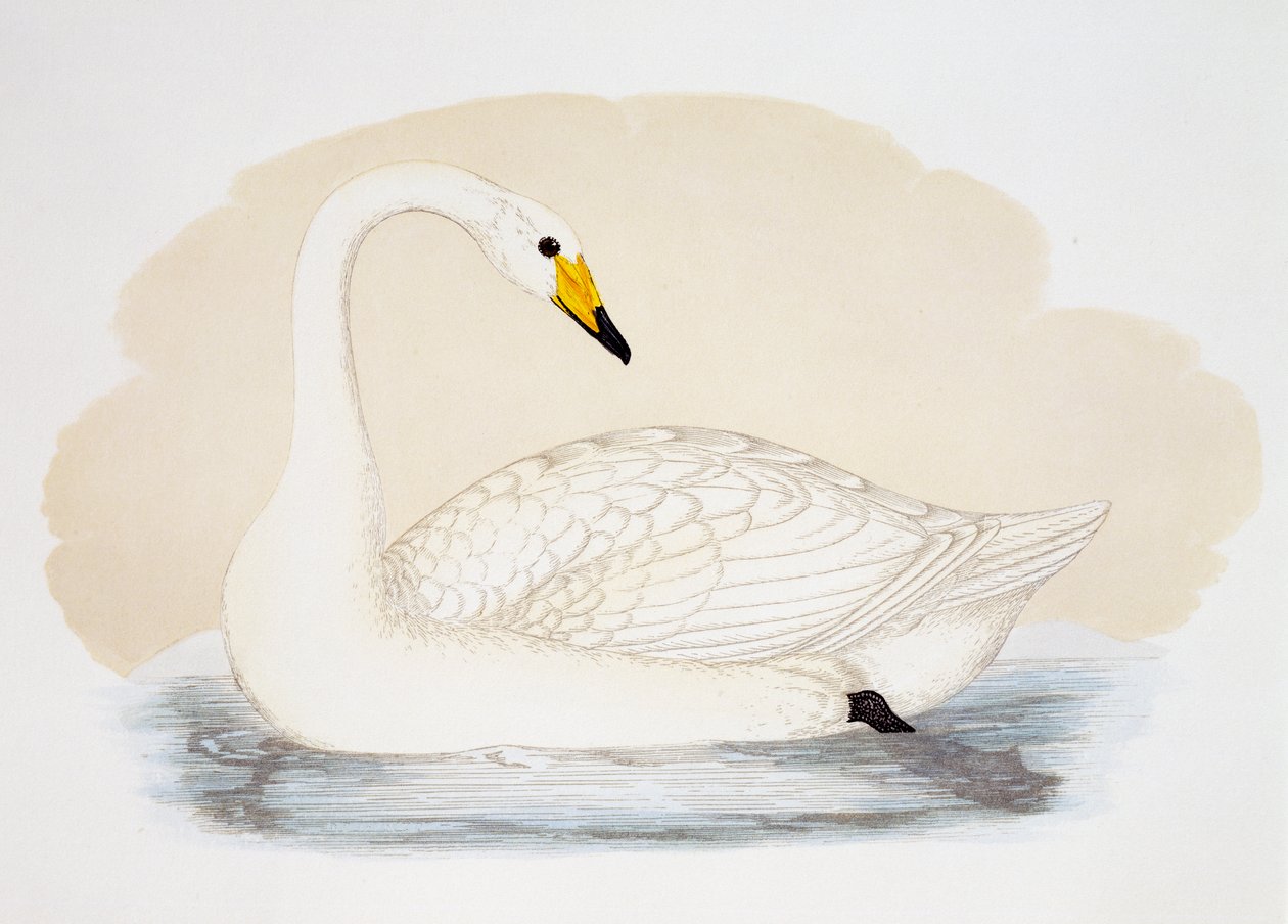 野生の白鳥 (Cygnus cygnus)、彫刻、イギリス 作： ブリティッシュスクール