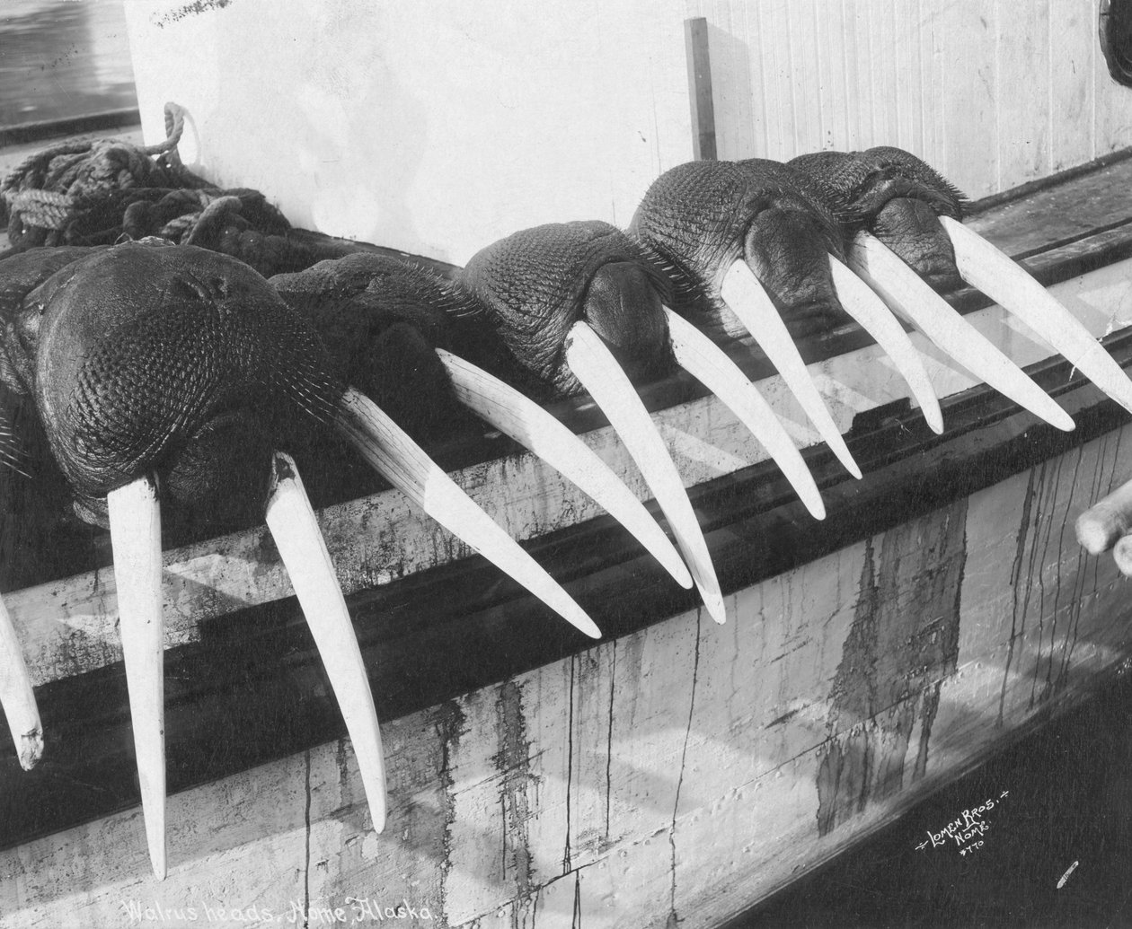 セイウチの牙、アラスカ、ノーム、1931年頃（写真） 作： ブラザーズロメン