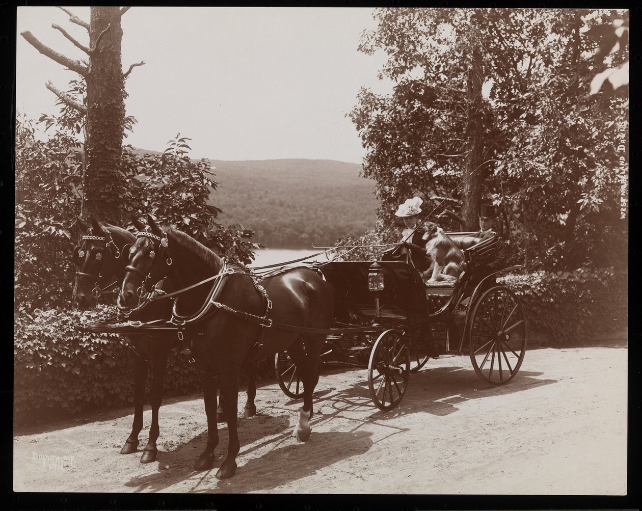 1899年に描かれた馬車に乗った女性と犬（シルバーゼラチンプリント） 作： バイロンカンパニー