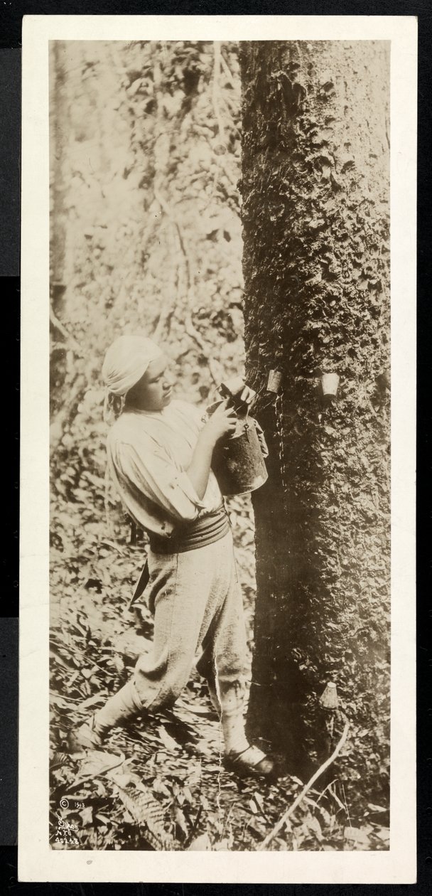 1913年に運河の建設中におそらくパナマでゴムの木からゴムを採集していた男性の様子（銀ゼラチンプリント） 作： バイロンカンパニー