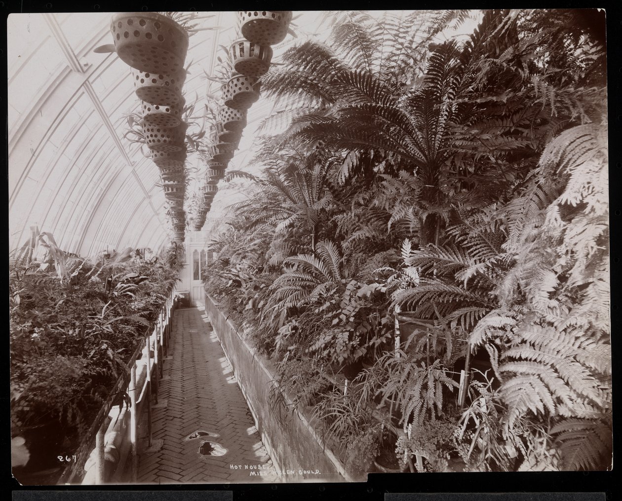 1894年、ニューヨーク州タリータウンのヘレングールド邸（ジェイグールド後期邸宅）の温室にある植物（銀ゼラチンプリント） 作： バイロンカンパニー