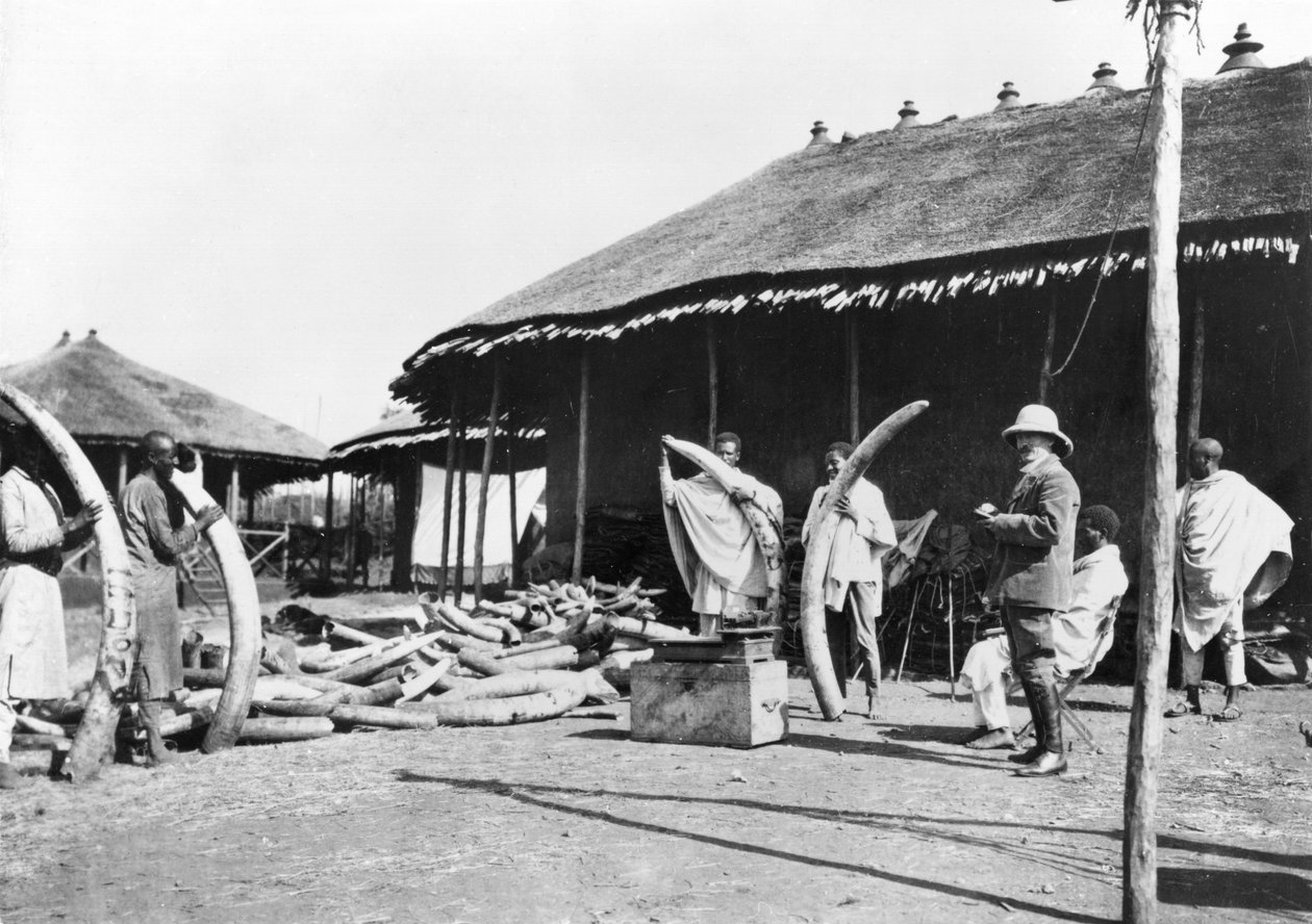 エチオピア、アディスアベバの象牙倉庫、1900年頃（写真） 作： C.チュソーフラビエンス