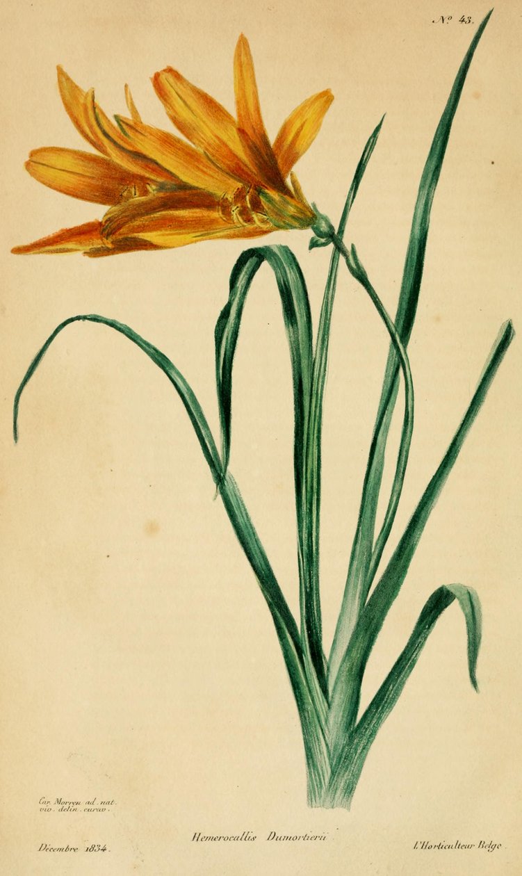 Hemerocallis dumortieri 作： C.モレン