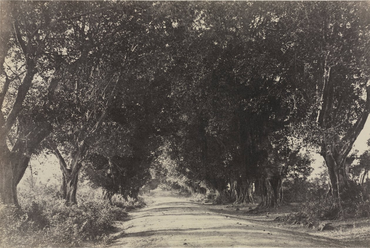 Banian Trees通り、セリンガム、インド、1858年。 作： リンネ・トライプ大尉