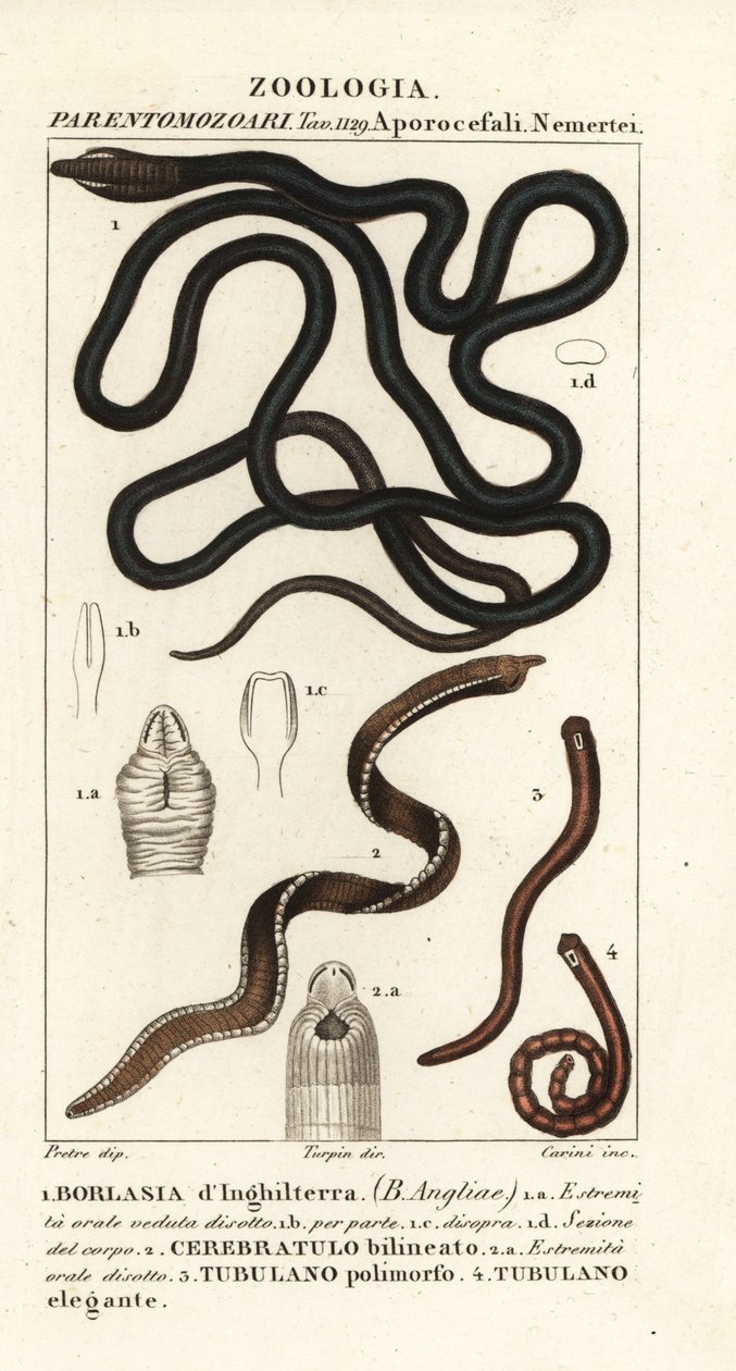 Bootlace ワーム、Lineus longissimus 1、Borlasia angliae 1、テングワーム、Cerebratulus bilineatus 2、Cerebratulus bilineatus 2、リボンワーム、Tubulanus polimorphus 3、Tubulanus elegans 4 作： カリーニカリーニ