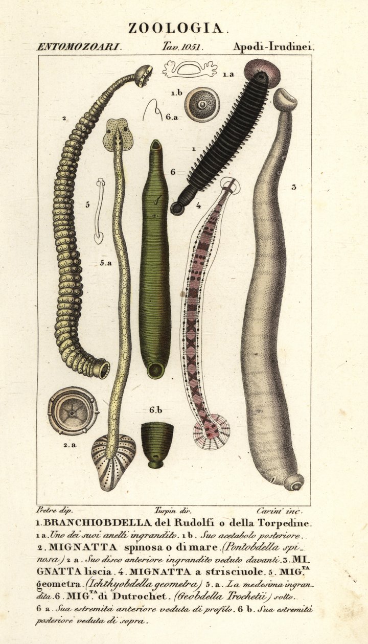 魚のヒルと淡水のヒル: Branchiobdellida 1、Pontobdella spinosa 2、Whitmania laevis 3、Hirudo vittata 4、Piscicola geometra 5、Ichthyobdella geometra 5、Geobdella trochetii 6 作： カリーニカリーニ