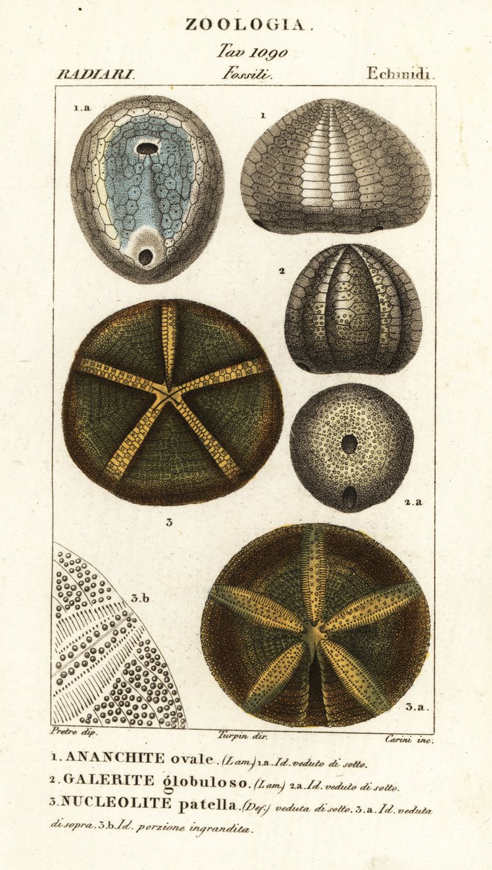 絶滅したウニの化石: Echinocorys (Ananchites) 1、Galerites globulosus 2、および Nucleolites patella 3 作： カリーニカリーニ