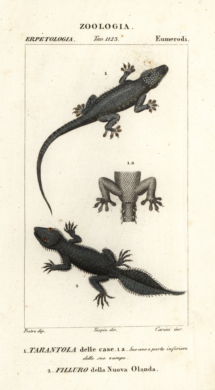 イエヤモリ Hemidactylus frenatus 1 とオオヤモリ Phyllurus platurus 2 作： カリーニカリーニ