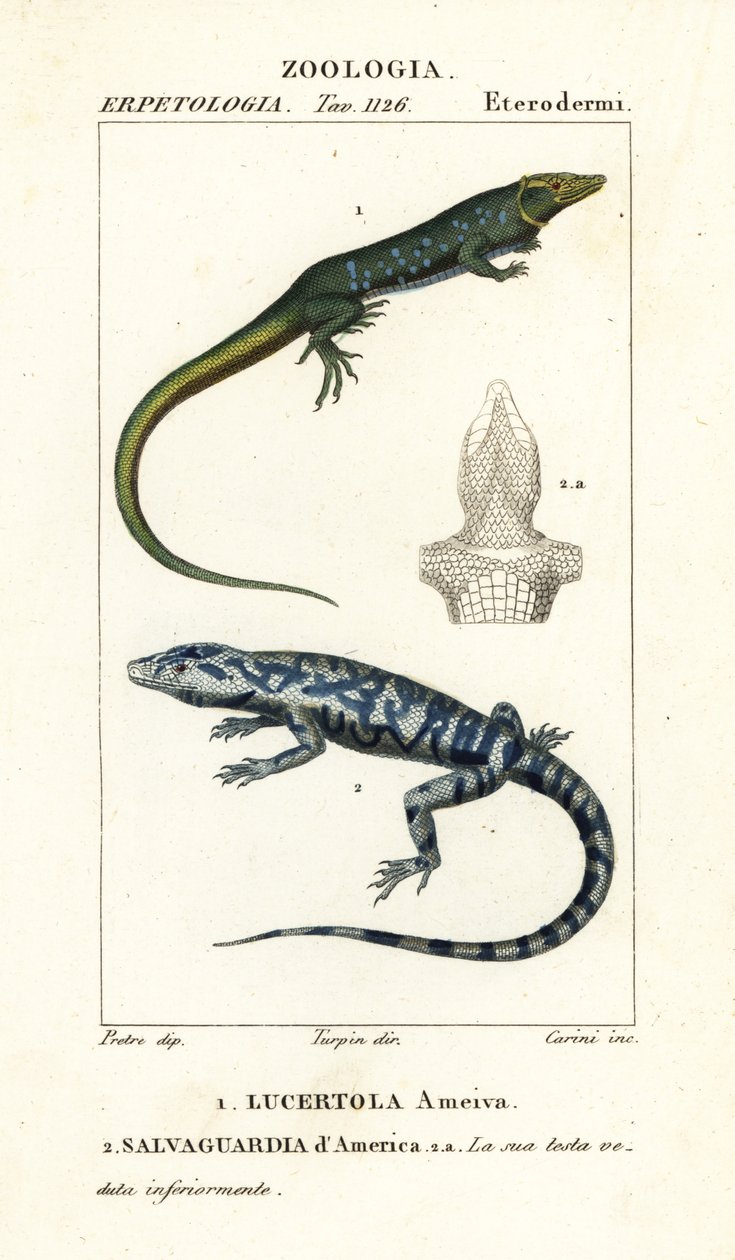 Jungle-runner、Ameiva ameiva、Lucertola ameiva 1 およびゴールデン テグ、Tupinambis teguixin、Safeguard of America 作： カリーニカリーニ