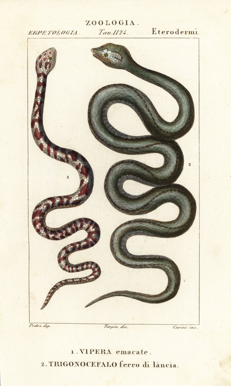 リングネックスピットコブラ、Hemachatus haemachatus 1、マルティニーク・ランスヘッド、Bothrops lanceolatus 2 作： カリーニカリーニ