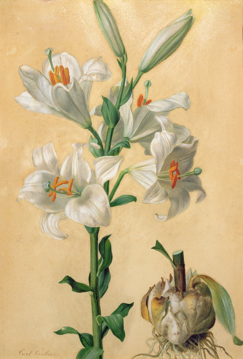 White Lily（Amaryllis Candidum）（ガッシュ） 作： カール・フランツ・グルーバー