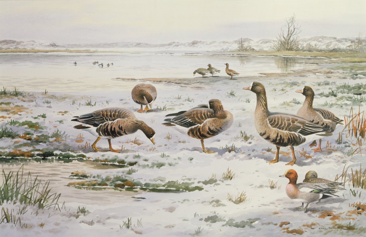 ホワイトフロンギース（wc） 作： カール・ドナー