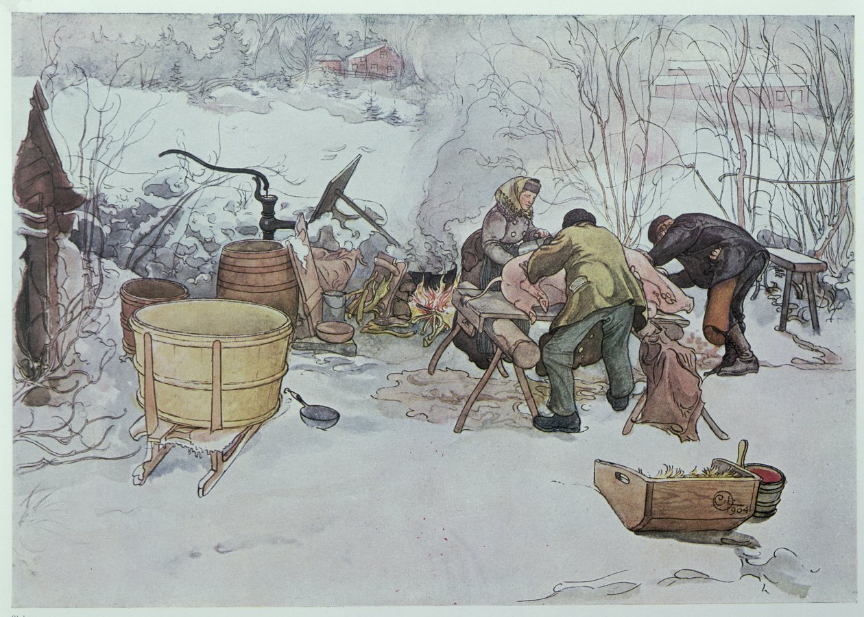 「豚を殺す」、「マイリトルファーム」のイラスト、1904年にスウェーデンで出版 作： カール・ラーソン