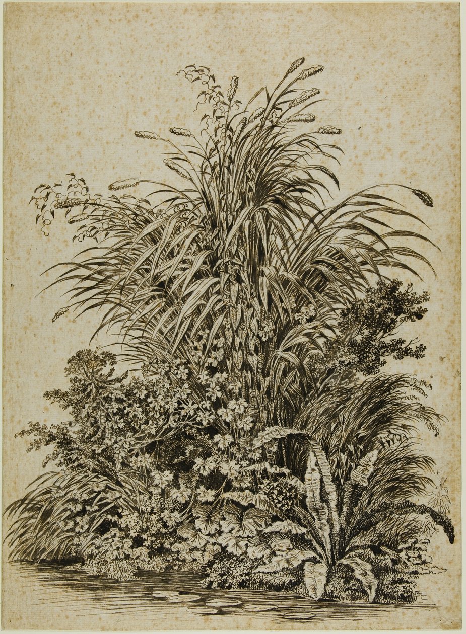 水辺の植物 作： カール・ヴィルヘルム・コルベ長老
