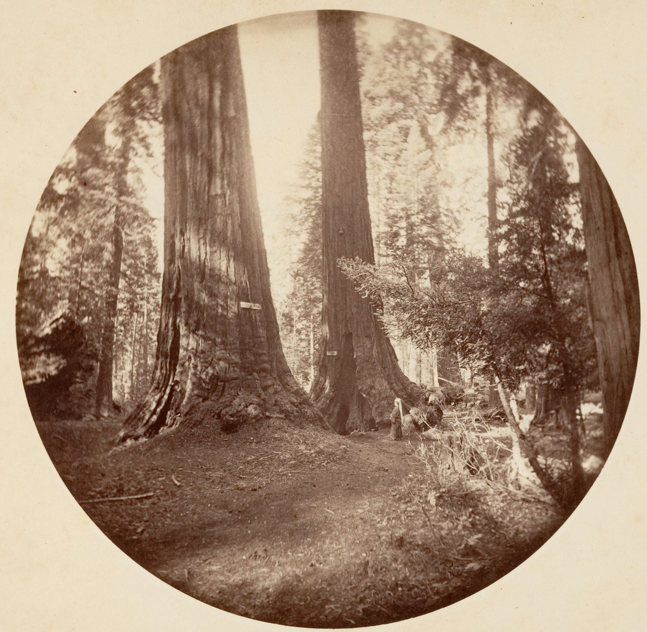 オールド ドミニオンとアンクル トムの酒場。 カラベラス グローブ、カリフォルニア州。 1878年。 作： カールトン・エモンズ・ワトキンス