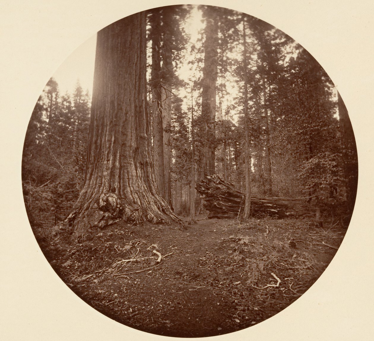 森の父 - C. Grove, ca. 1878年。 作： カールトン・エモンズ・ワトキンス