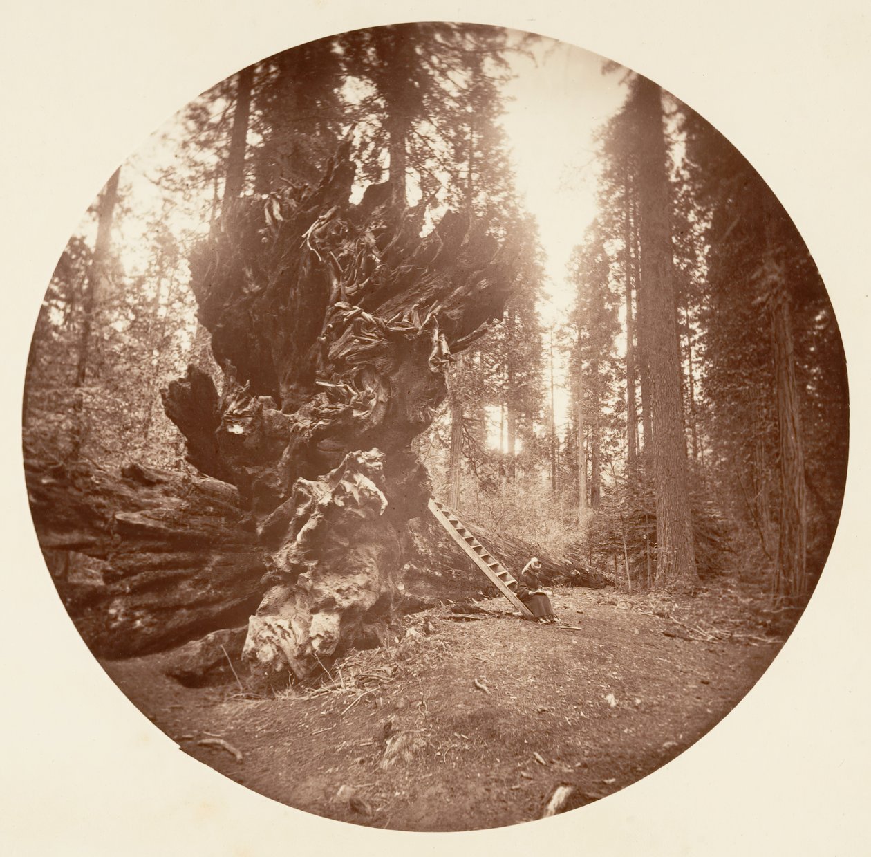 森の父 - 馬の背中。 カラベラス グローブ、カリフォルニア州。 1878年。 作： カールトン・エモンズ・ワトキンス