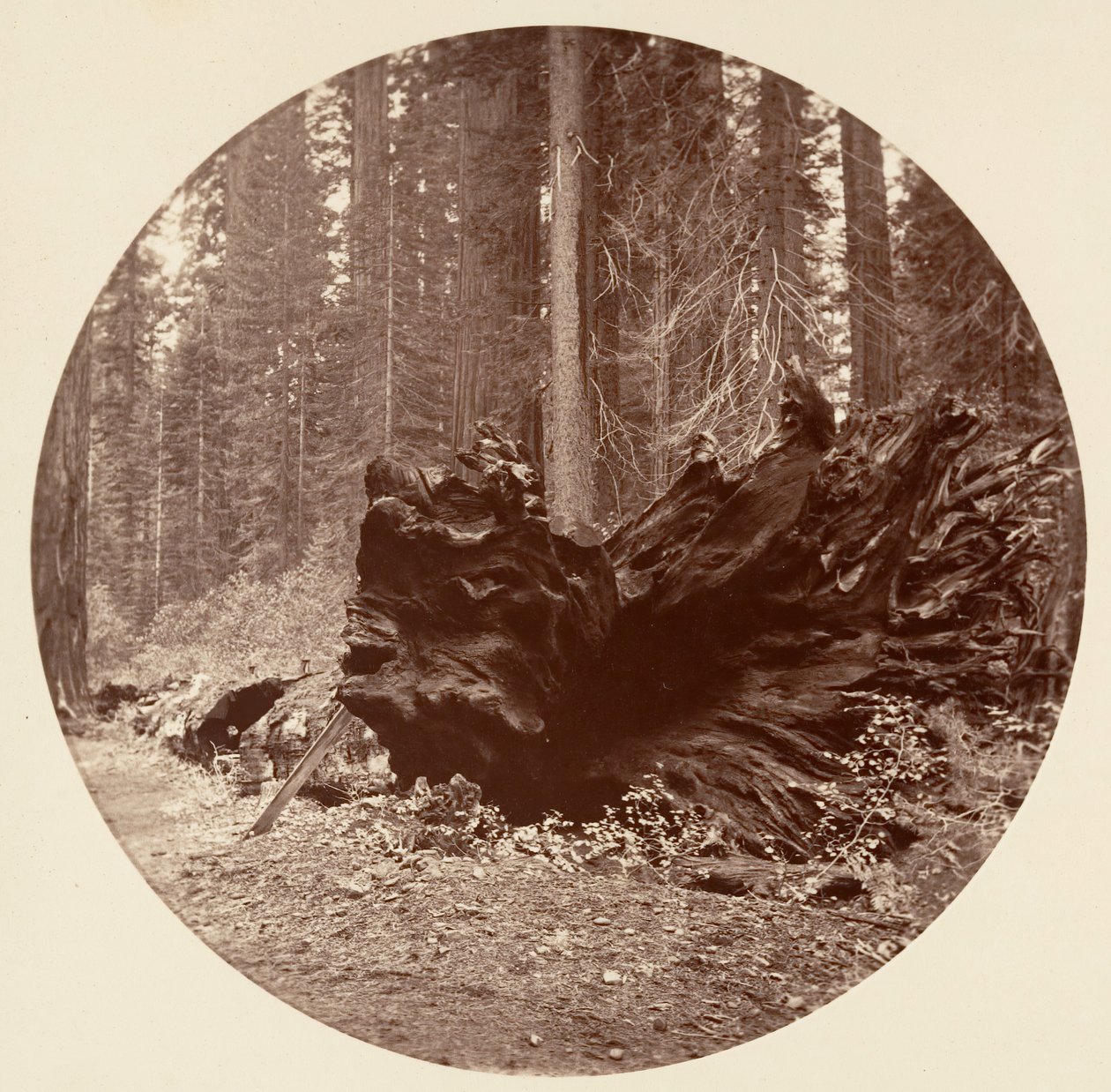 森の父 450 フィート C. グローブ、カリフォルニア州。 1878年。 作： カールトン・エモンズ・ワトキンス