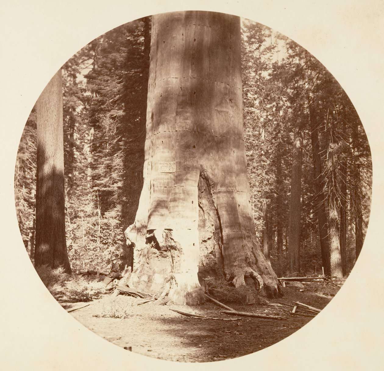 森の母 - Calaveras Grove, ca. 1878年。 作： カールトン・エモンズ・ワトキンス