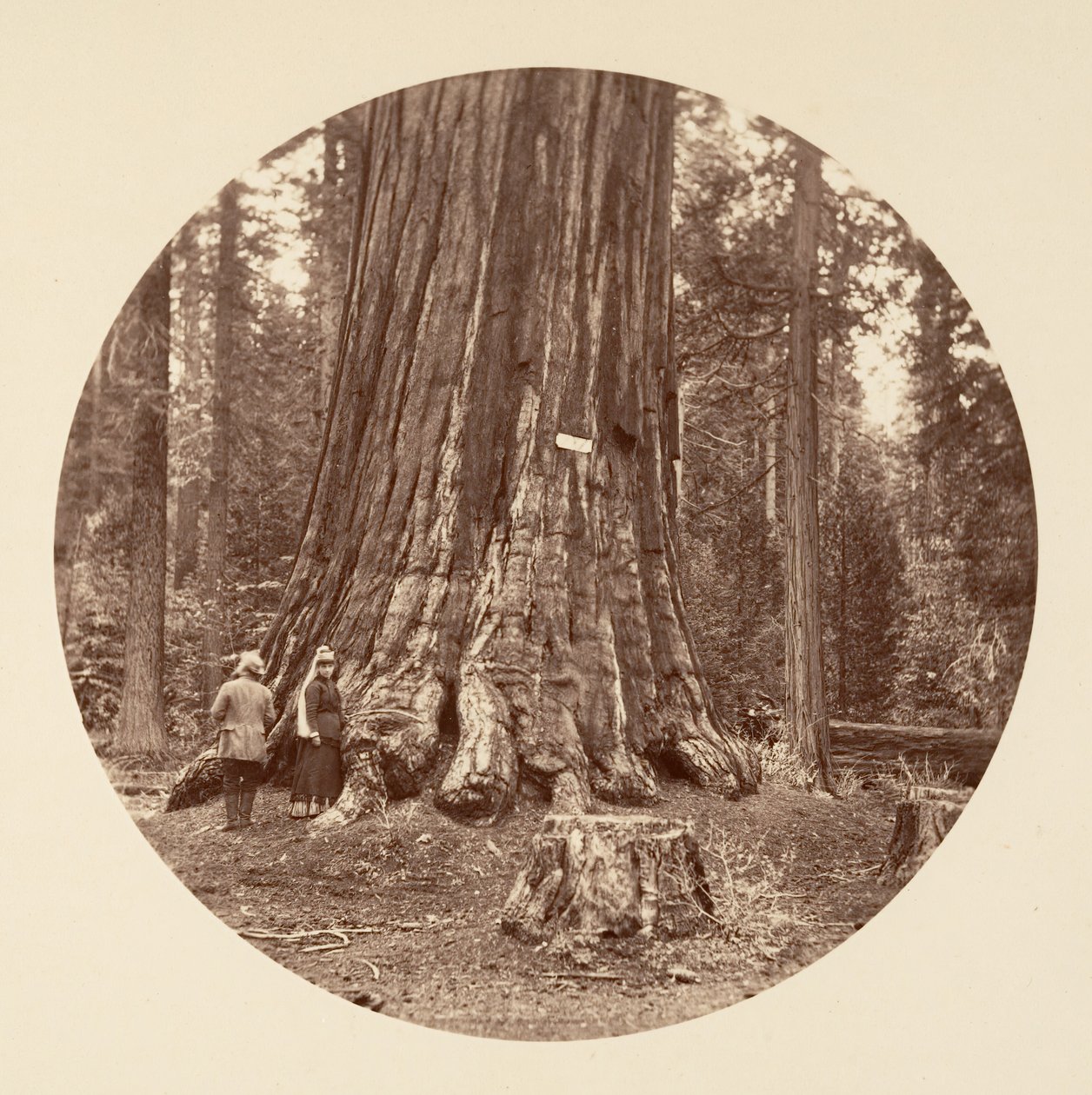 森の誇り - Calaveras Grove, ca. 1878年。 作： カールトン・エモンズ・ワトキンス