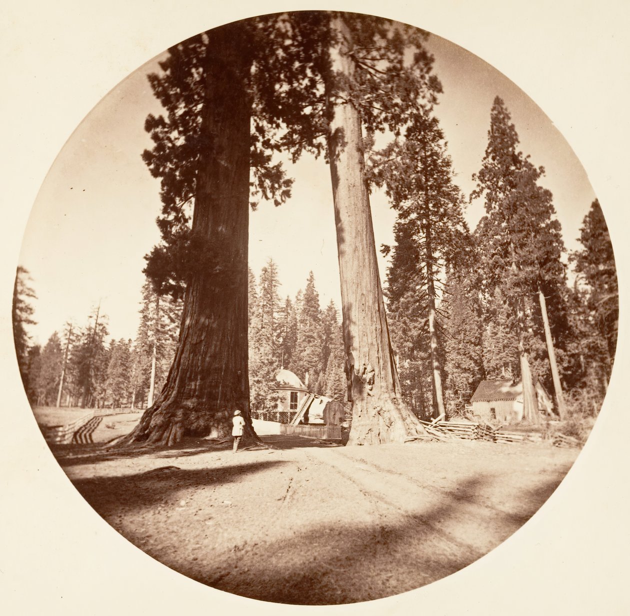 The Sentinels - Calaveras Grove, ca. 1878.    1184895   ja       japanese Successfully Translated  Original: Landscape, Cottage and a Stream with a Figure and a House (oil on canvas) Translat: Landscape, Cottage and a Stream with a Figure and a House (oil  作： カールトン・エモンズ・ワトキンス