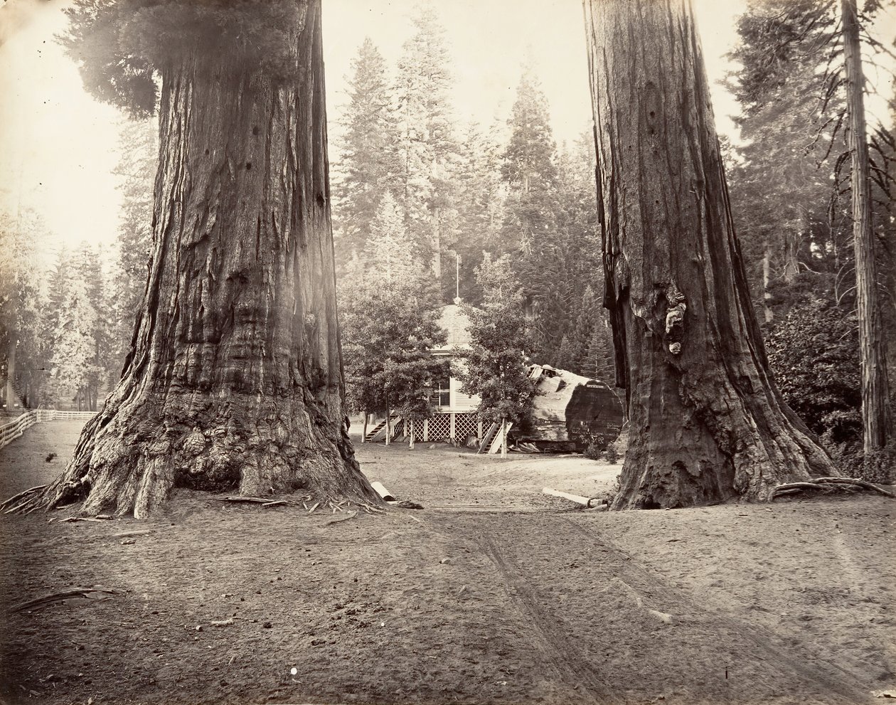 センチネルズ、315 フィート、ヨセミテ、カリフォルニア州。 1872年、約印刷。 1876年。 作： カールトン・エモンズ・ワトキンス