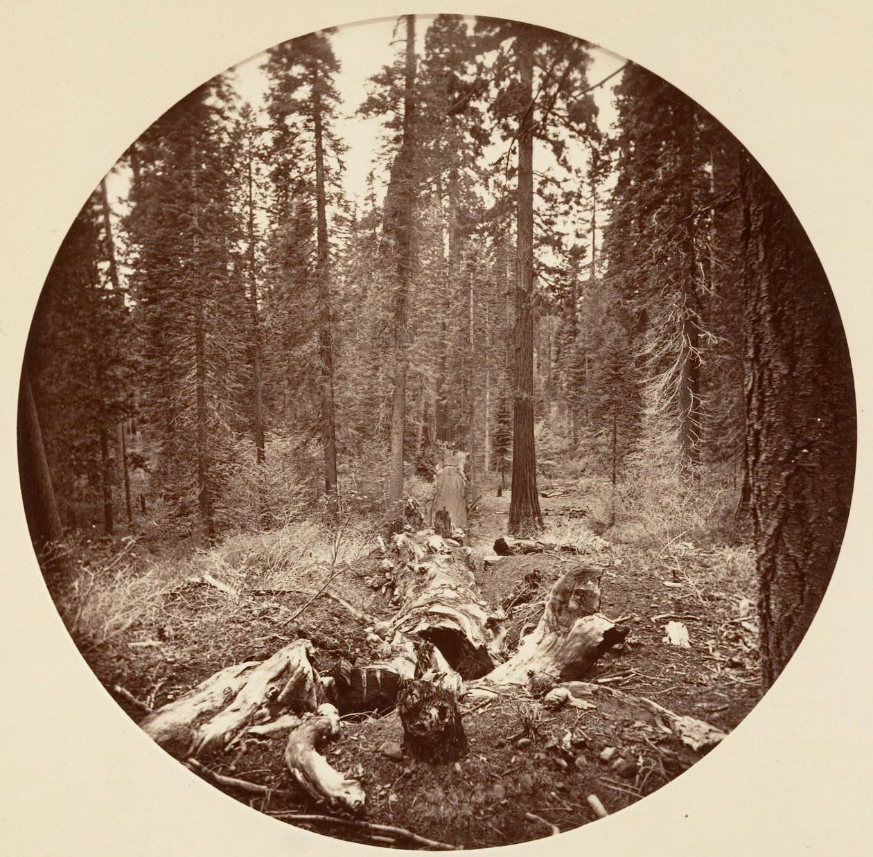 [カリフォルニア州ヨセミテ国立公園]、カリフォルニア州。 1878年。 作： カールトン・エモンズ・ワトキンス