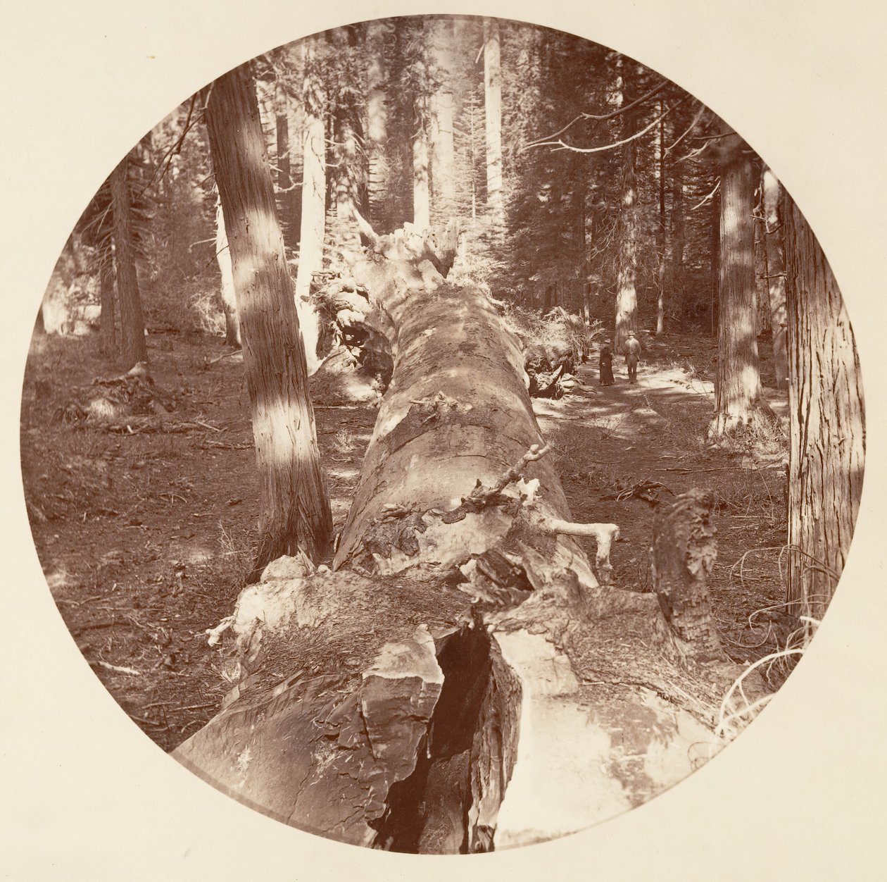 [カリフォルニア州ヨセミテ国立公園]、カリフォルニア州。 1878年。 作： カールトン・エモンズ・ワトキンス
