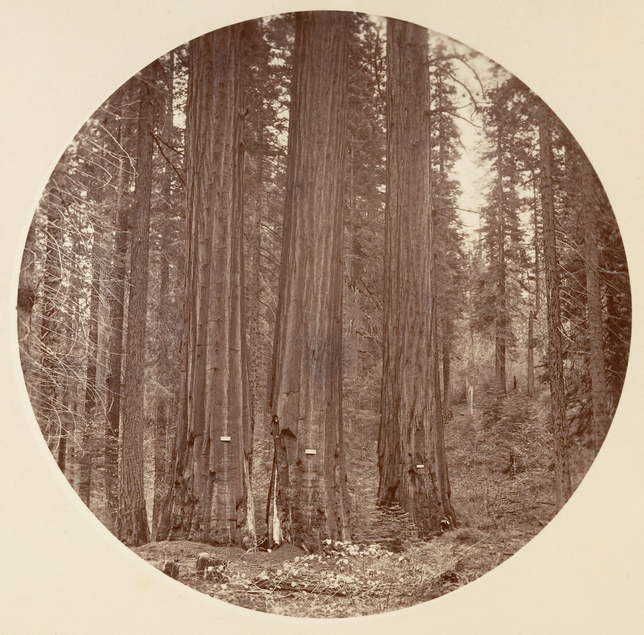 [カリフォルニア州ヨセミテ国立公園]、カリフォルニア州。 1878年。 作： カールトン・エモンズ・ワトキンス