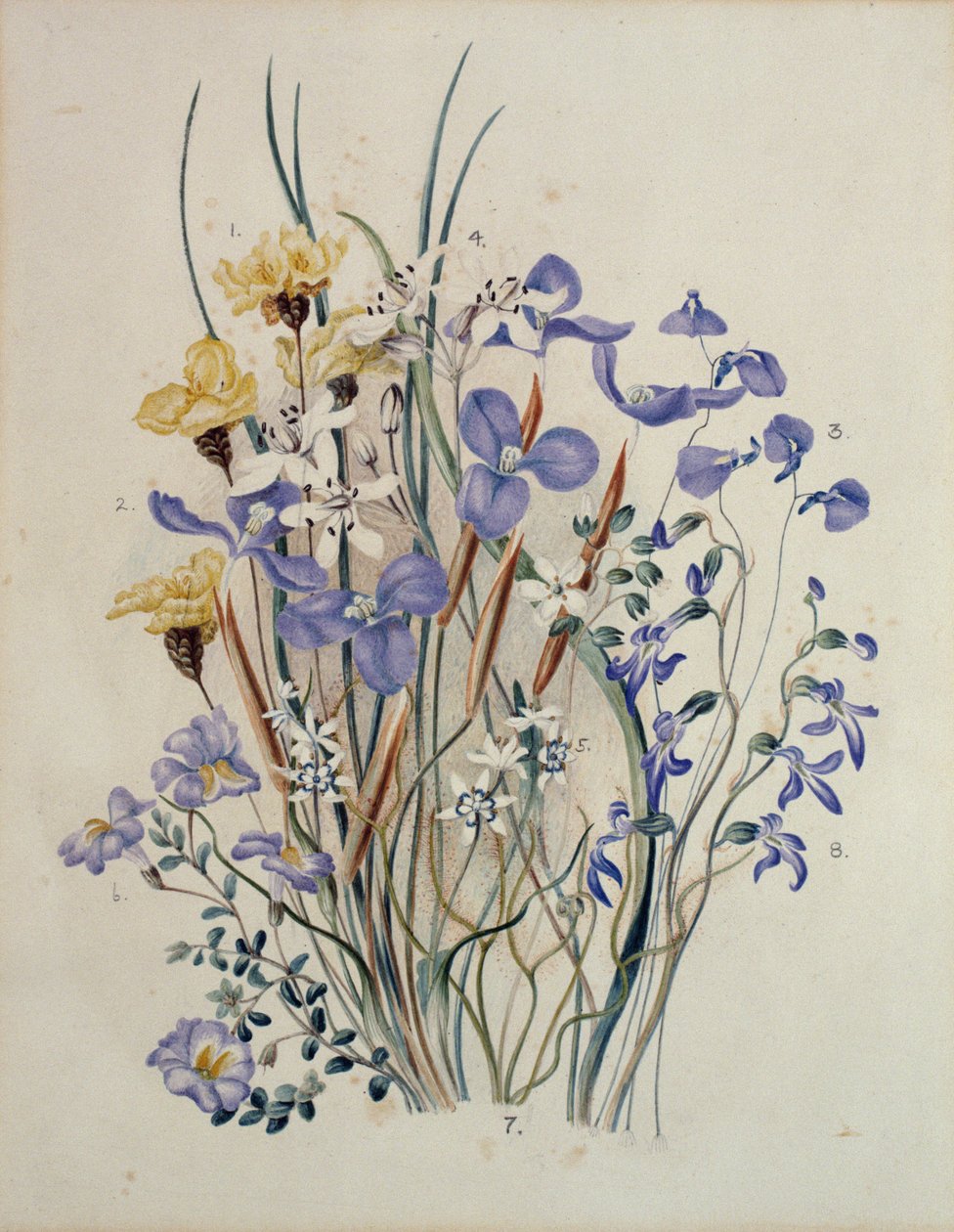 春の花、19世紀 作： キャロライン・ルイザ・メレディス