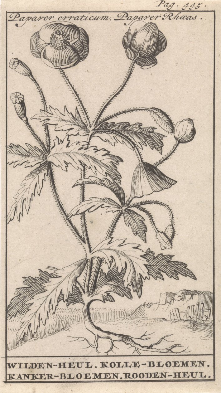 ポピー Papaver erraticum、ケシ Rhoeas / Wilden-heul。 コレの花。 がんの花。 Rooden-heul (オブジェクトのタイトル) 作： キャスパー・ルイケン