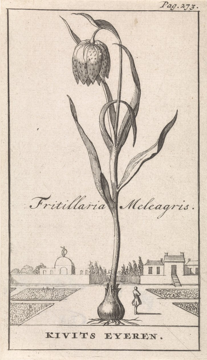 タイトルページと8枚の花柄 キエヴィツブルーム Fritillaria Meleagris / Kivits Eyeren (オブジェクトのタイトル) 作： キャスパー・ルイケン