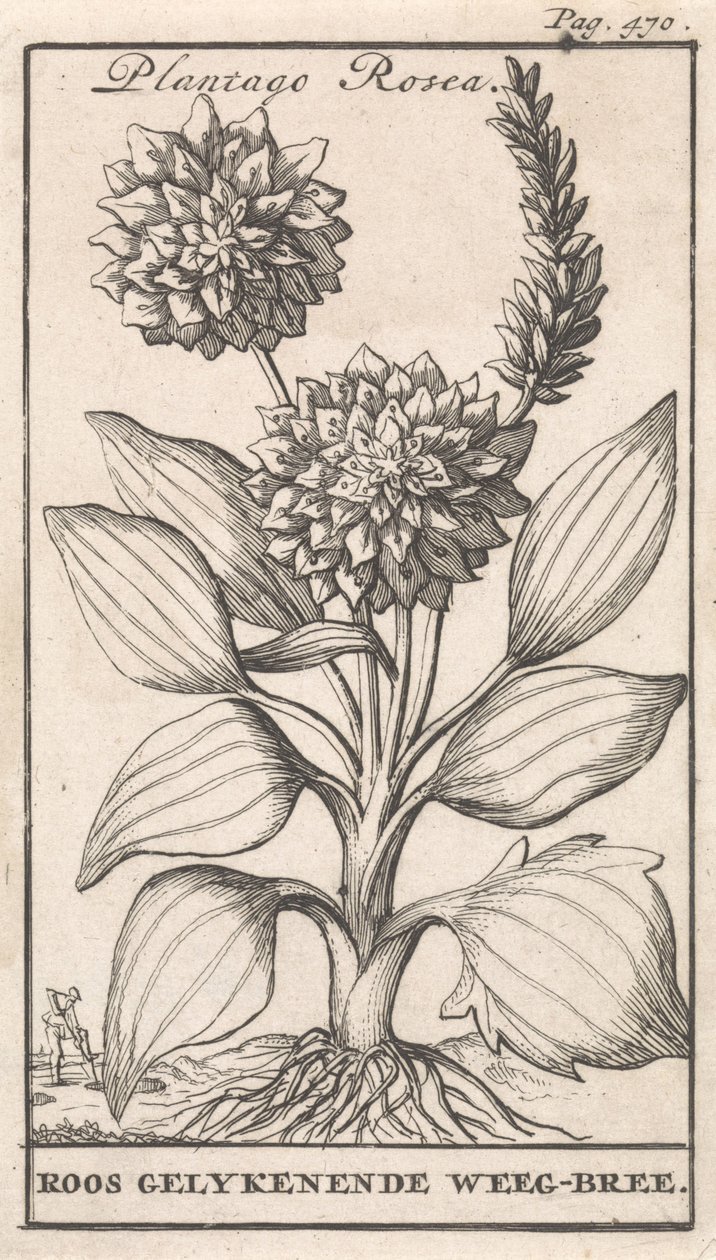 タイトルページと8枚の花柄 ウィーグブリー Plantago Rosea / Roos geolykenende Weeg-bree (オブジェクトのタイトル) 作： キャスパー・ルイケン