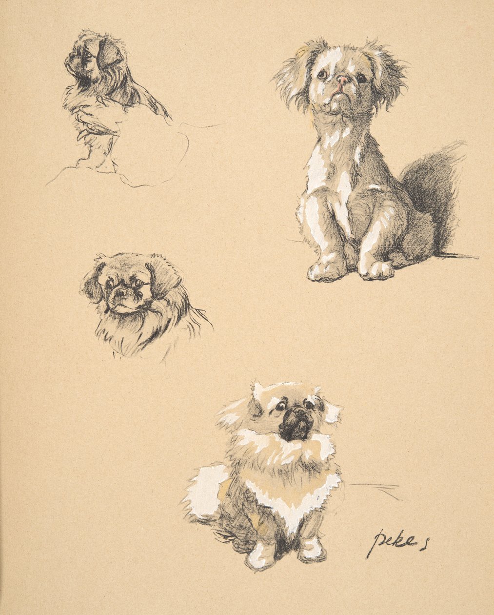 Pekes、1930年、彼のスケッチブックのイラストは「Just Among Friends」、Aldin、Cecil Charles Windsor（1870-1935）で使用され、後にEyre and Spottiswoode Limited、1934年に出版されたChalk and Charcoal on p 作： セシル・チャールズ・ウィンザー・アルディン