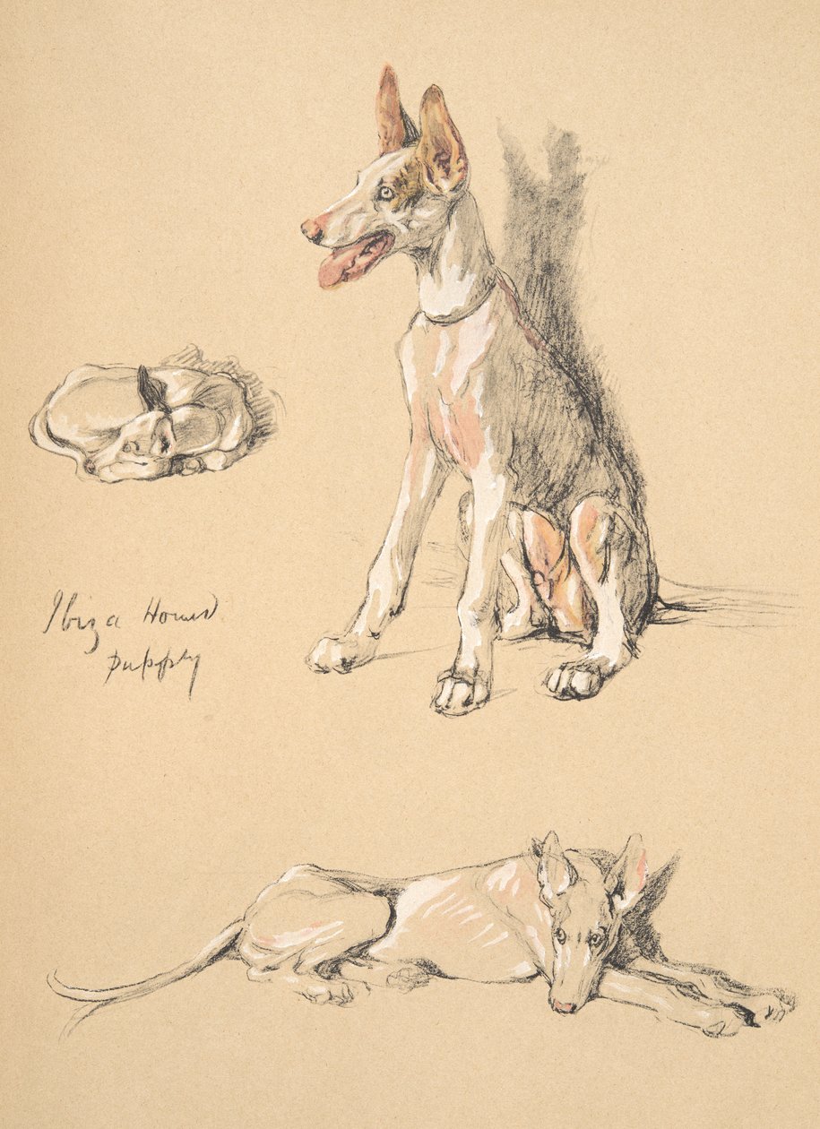 イビサハウンドの子犬、1930年、彼のスケッチブックのイラストはJust Among Friendsのアルディン、セシルチャールズウィンザー（1870-1935）で使用され、後にエアアンドスポットティスウッドリミテッド、1934年にチョークアンドチ 作： セシル・チャールズ・ウィンザー・アルディン
