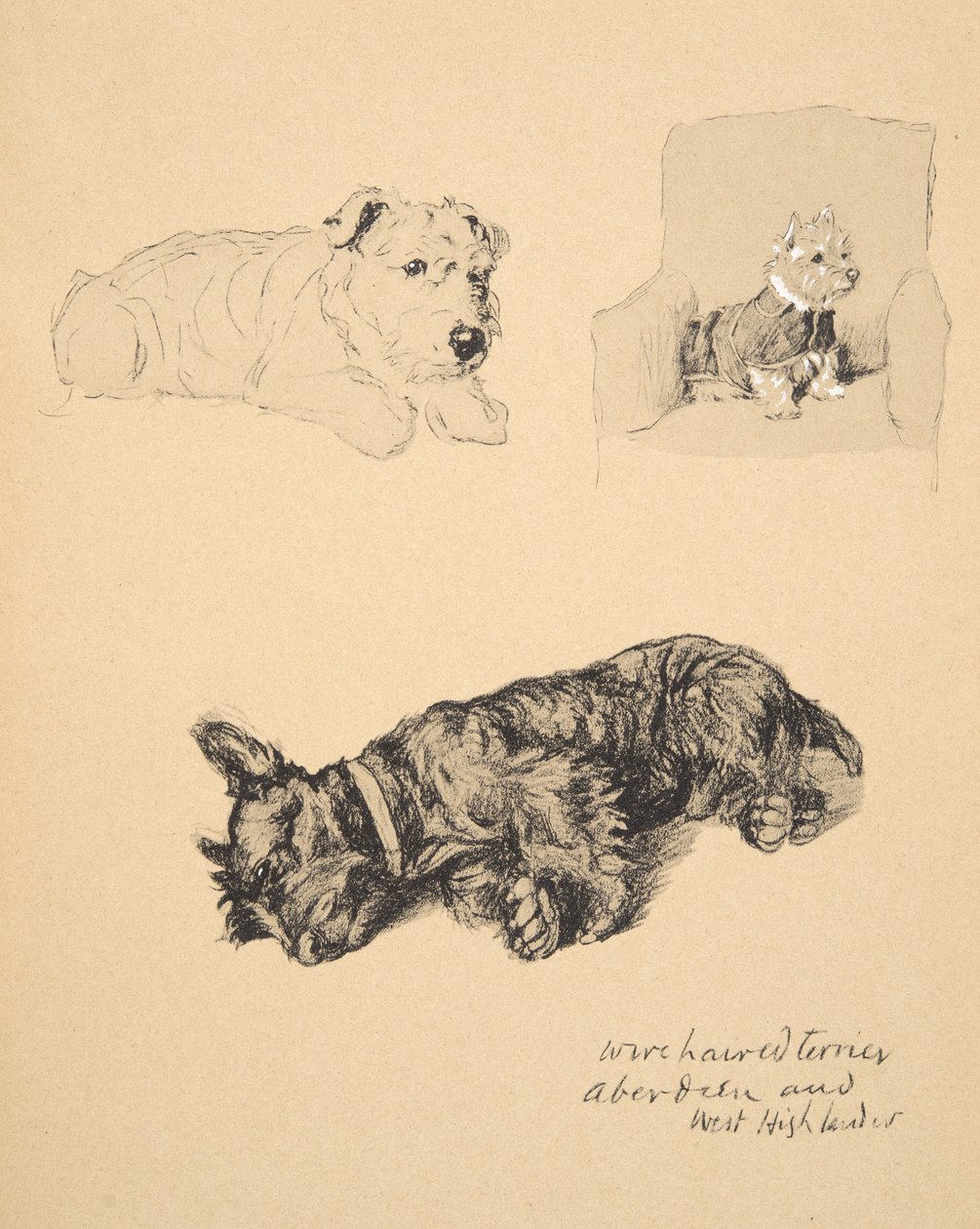 Drahthaar-Terrier, Aberdeen und West Highlander, 1930, Illustrationen aus seinem Skizzenbuch verwendet für Just Among Friends, Aldin, Cecil Charles Windsor (1870-1935), später veröffentlicht von Eyre und Spottiswoode Limited von Cecil Charles Windsor Aldin