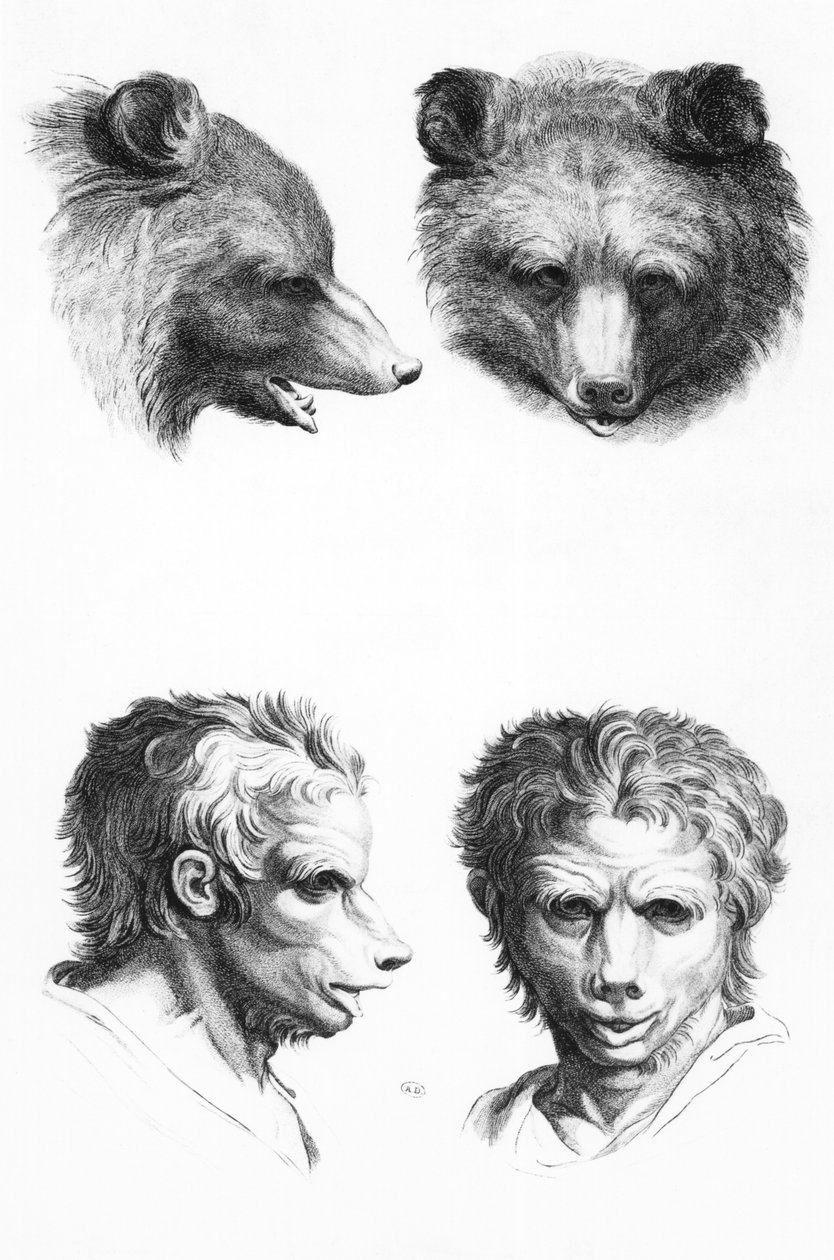 クマの頭と男の類似点、ルブランの「描き始めた人のためのポートレートブック」から 作： チャールズ・ル・ブラン