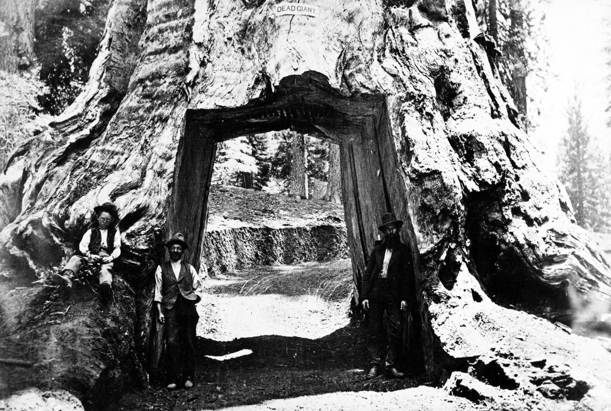 ワオナの木、1890年頃 作： チャールズ・ロスコー・サベージ