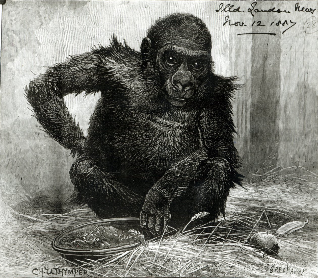 動物学協会の庭園にあるゴリラ、1887年11月12日の「ロンドンのイラスト入りニュース」より 作： チャールズ・ウィンパー