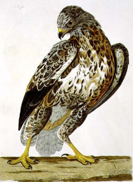 Peter Mazell (fl.1761-97) 1766年（エングレーヴィング）の「The British Zoology, Class II: Birds」に掲載されたブザード（Buteo buteo）のプレート。 作： チャールズ（後）コリンズ