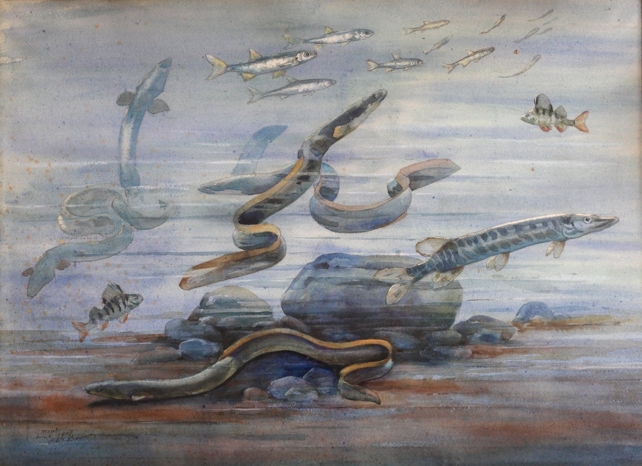 海の魚、1907年頃（水彩） 作： チャールズ・バーニエ