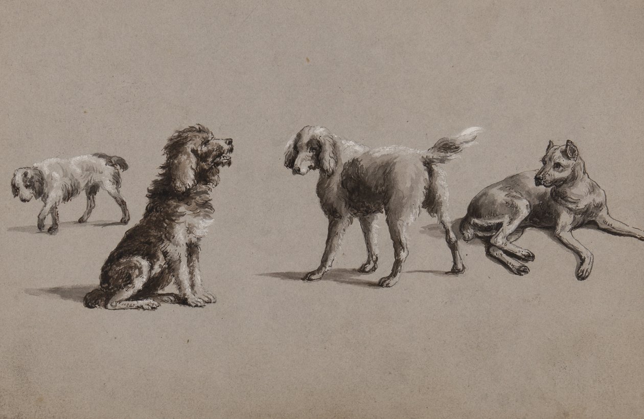 犬の研究（紙、ペン、ブラシ、インク、ガッシュ） 作： チャールズクーパーヘンダーソン